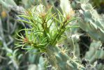 PICTURES/Wildflowers - Desert in Bloom/t_Green Spikes3.JPG